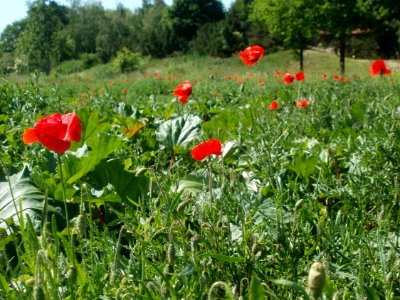20120526Rhabarber_Mohn_Altlussheim1
