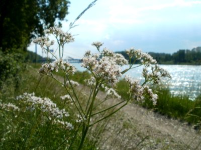 20120528Rhein_Hockenheim1