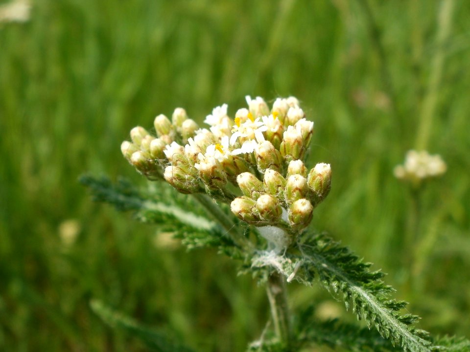 20120527Achillea_millefolium4