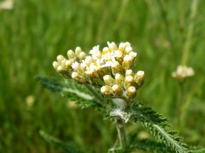 20120527Achillea_millefolium4