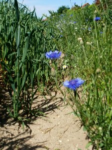 20120526Kornblumen_Hafer_Neulussheim4