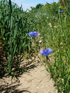 20120526Kornblumen_Hafer_Neulussheim4 photo