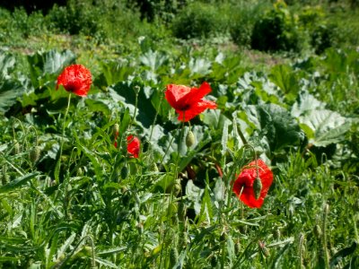 20120526Rhabarber_Mohn_Altlussheim3