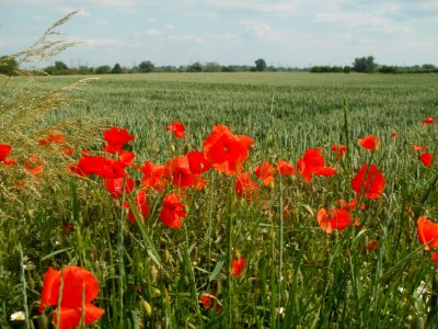 20120527Mohn_Weizen_Rheinhausen1