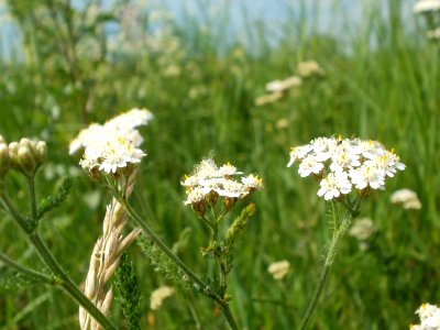 20120527Achillea_millefolium3