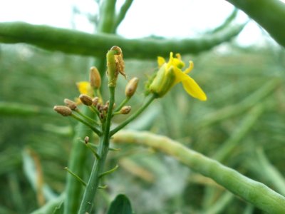 20120528Raps_Altlussheim2