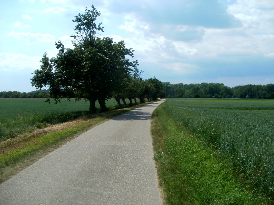 20120528Weg_Hockenheim_Marlach