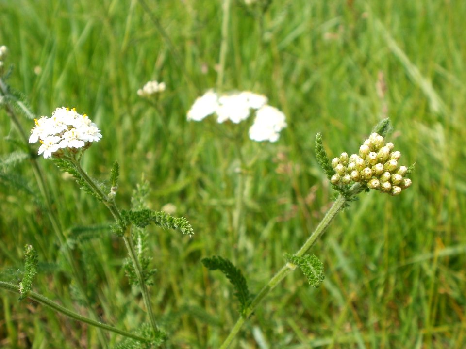20120527Achillea_millefolium2