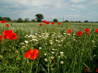 20120527Mohn_Weizen_Rheinhausen3