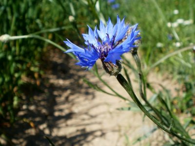 20120526Kornblumen_Hafer_Neulussheim1 photo