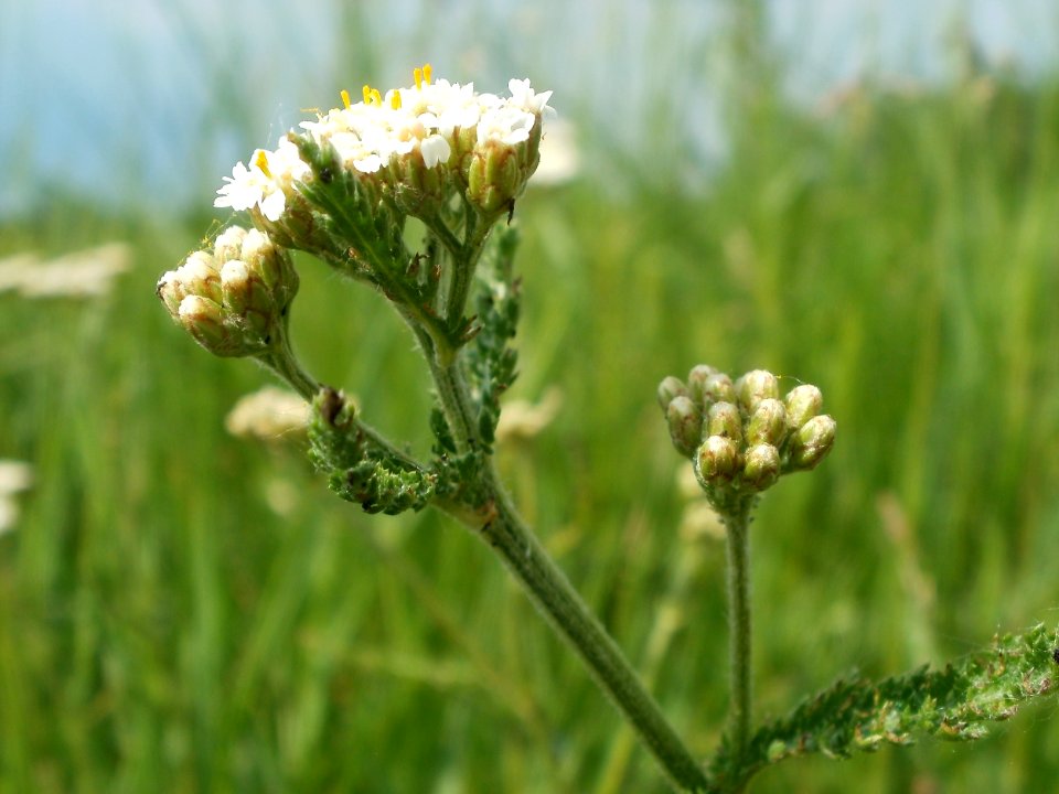 20120527Achillea_millefolium5