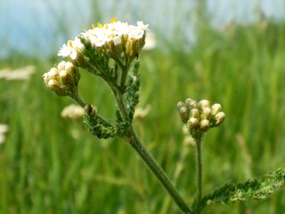 20120527Achillea_millefolium5