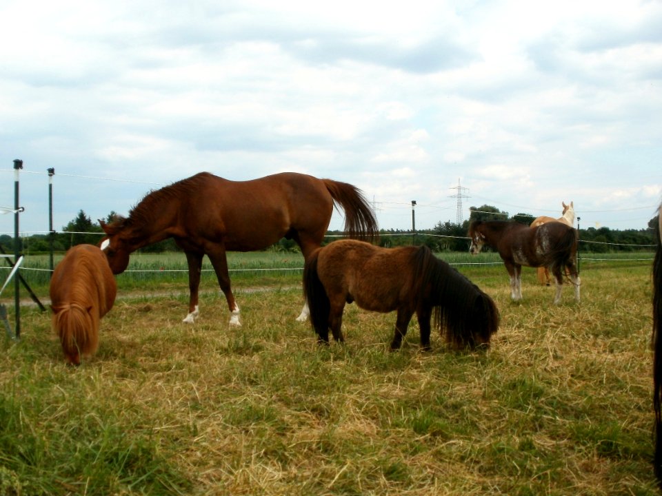 20120527Pferde_Altlussheim3