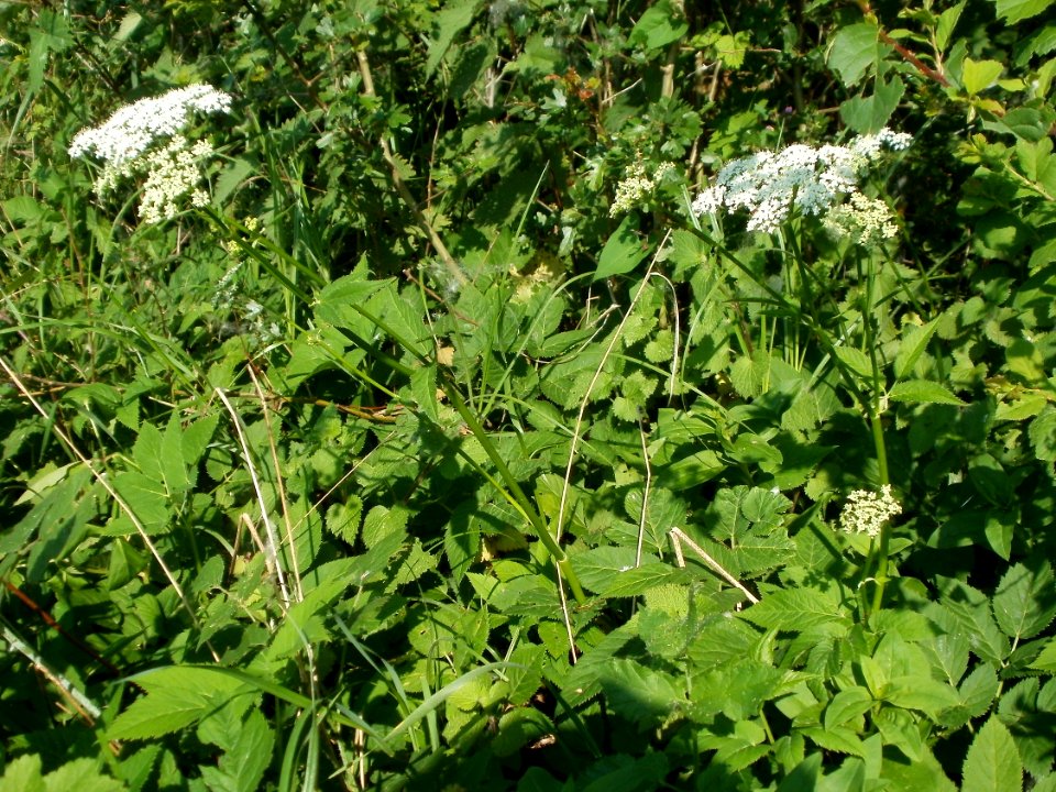 20120528Giersch_Hockenheim11