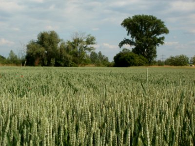 20120527Weizen_Rheinhausen2
