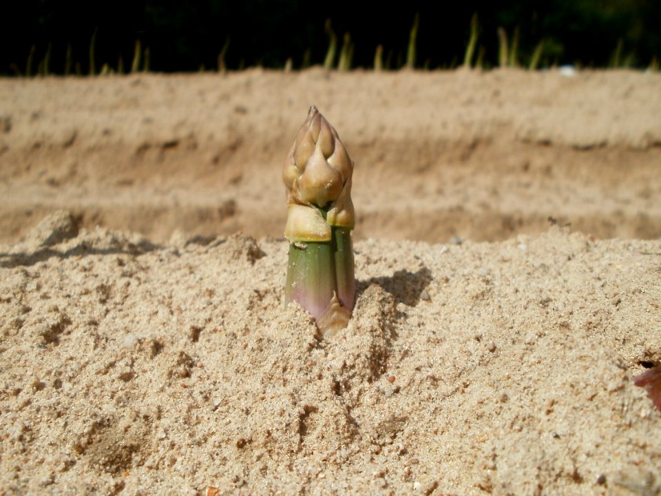20120513Spargel_Reilingen4