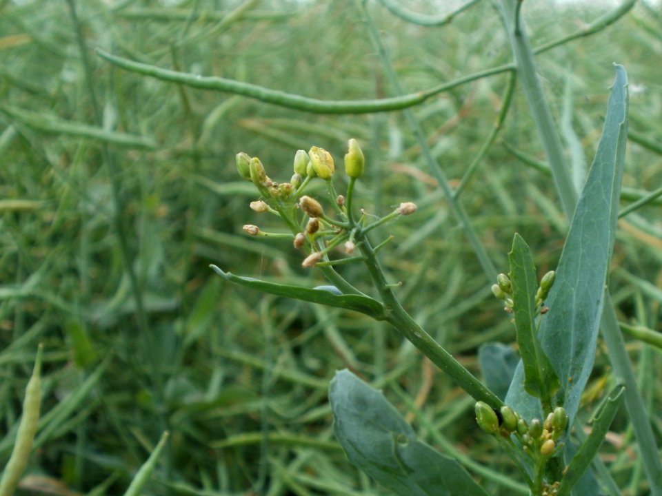 20120528Raps_Altlussheim1