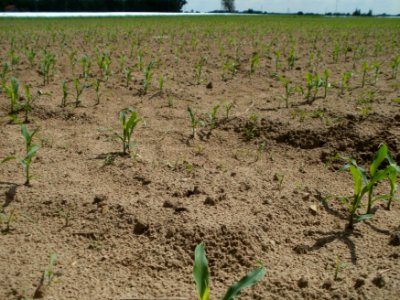 20120513Maisfeld_Hockenheim4