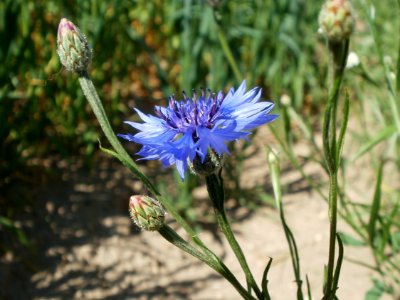 20120526Kornblumen_Hafer_Neulussheim3 photo