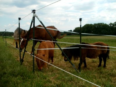20120527Pferde_Altlussheim1