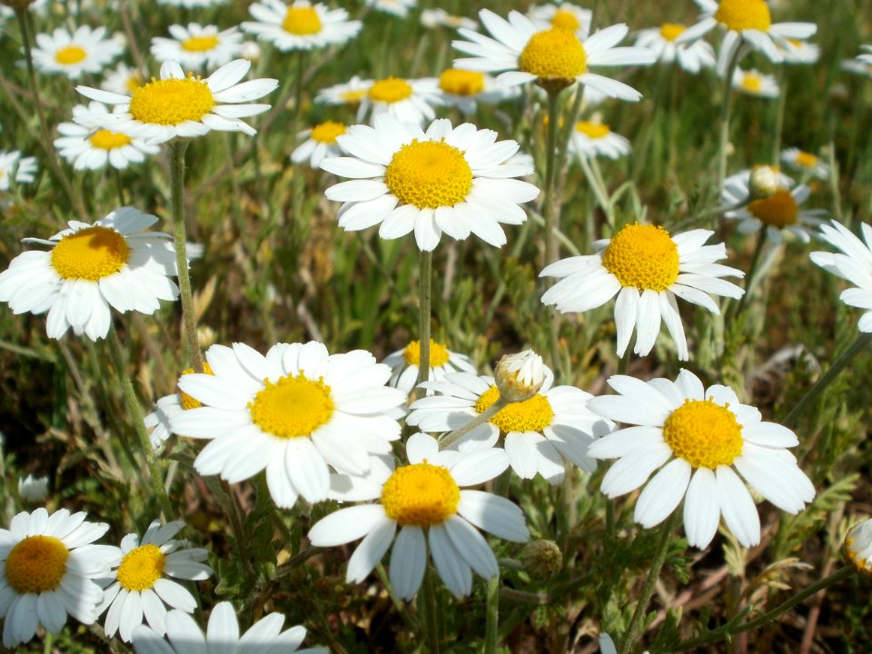 20120513Kamille_Hockenheim1