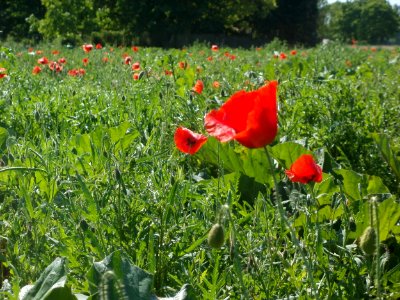 20120526Rhabarber_Mohn_Altlussheim2