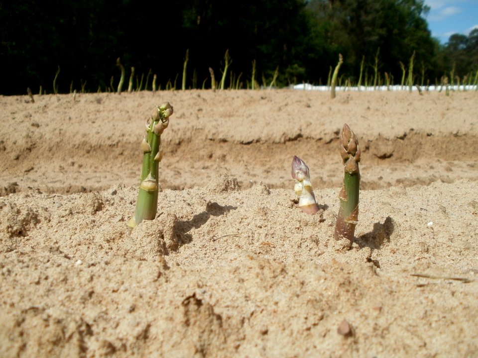 20120513Spargel_Reilingen3