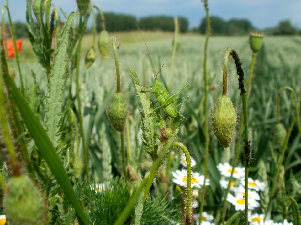 20120527Grashuepfer_Mohn_Rheinhausen
