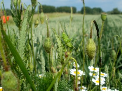 20120527Grashuepfer_Mohn_Rheinhausen