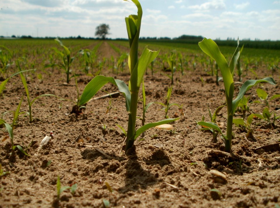 20120513Maisfeld_Hockenheim2