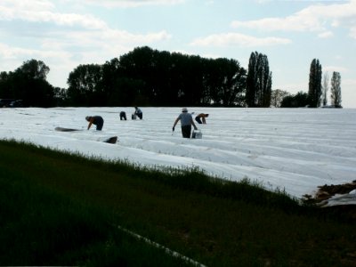 20120513Spargel_Hockenheim05