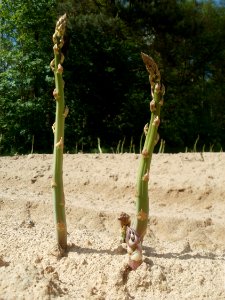 20120513Spargel_Reilingen5