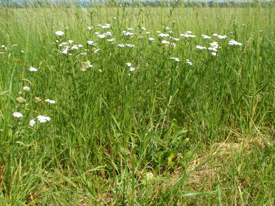 20120528Achillea_collina1