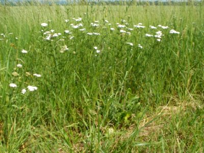 20120528Achillea_collina1