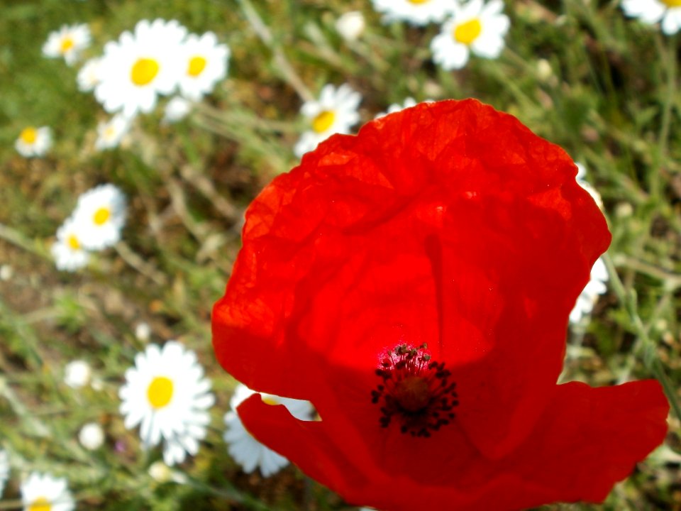 20120513Papaver_rhoeas