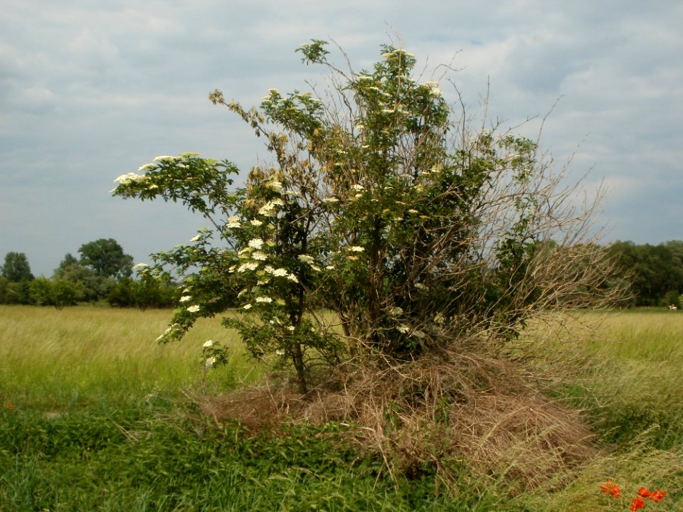 20120527Holunder_Rheinhausen