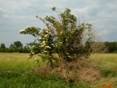 20120527Holunder_Rheinhausen