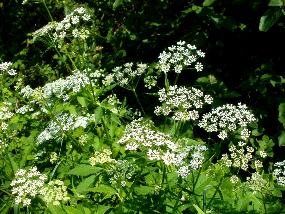 20120528Giersch_Hockenheim01