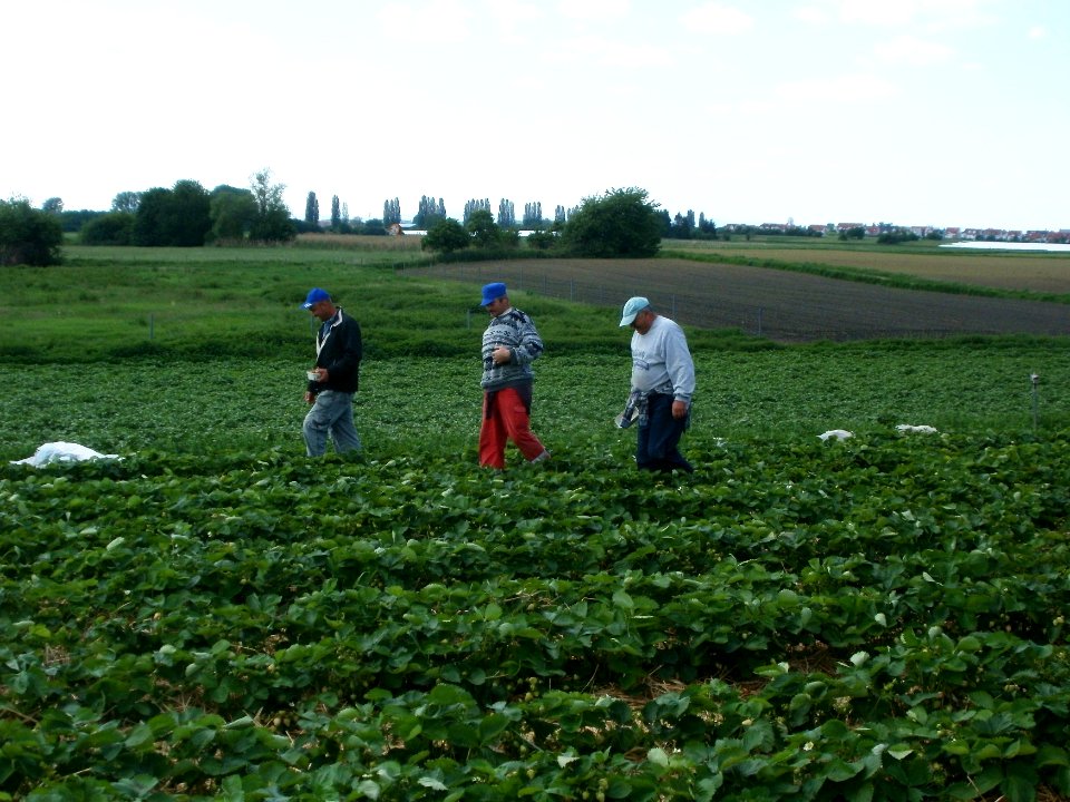 20120513Erdbeeren_Reilingen2