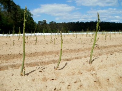 20120513Spargel_Reilingen2