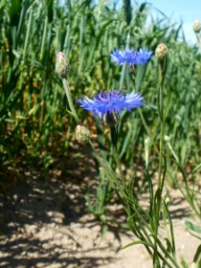 20120526Kornblumen_Hafer_Neulussheim2 photo