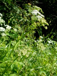 20120528Giersch_Hockenheim07