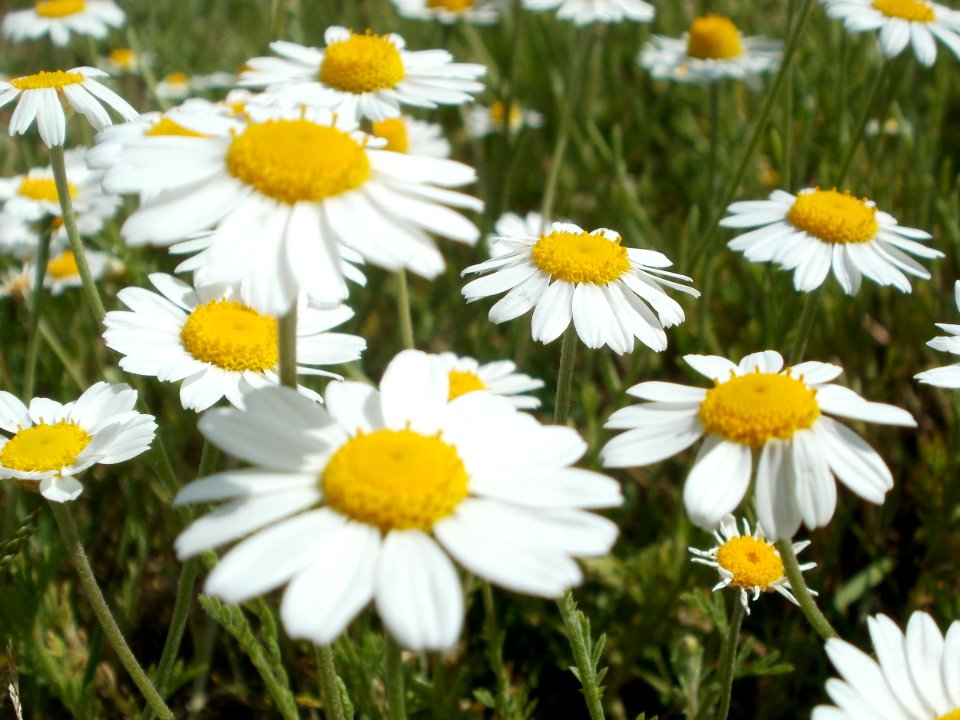 20120513Kamille_Hockenheim2