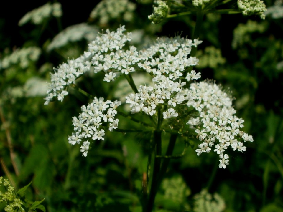 20120528Giersch_Hockenheim02