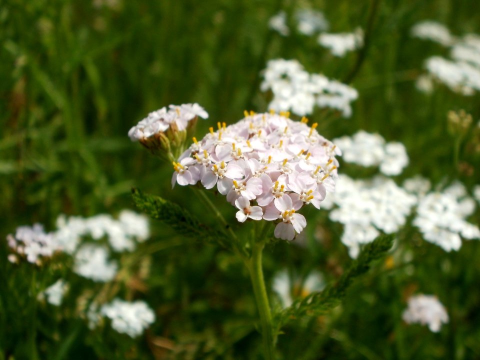 20120528Achillea_collina4