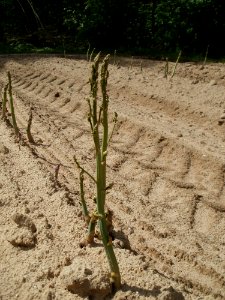 20120513Spargel_Reilingen6