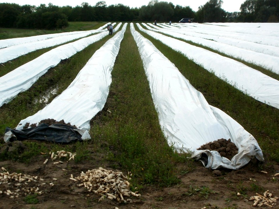 20120513Spargel_Hockenheim07