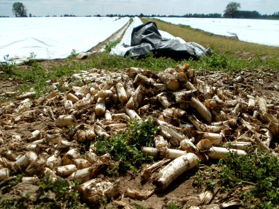 20120513Spargel_Hockenheim02