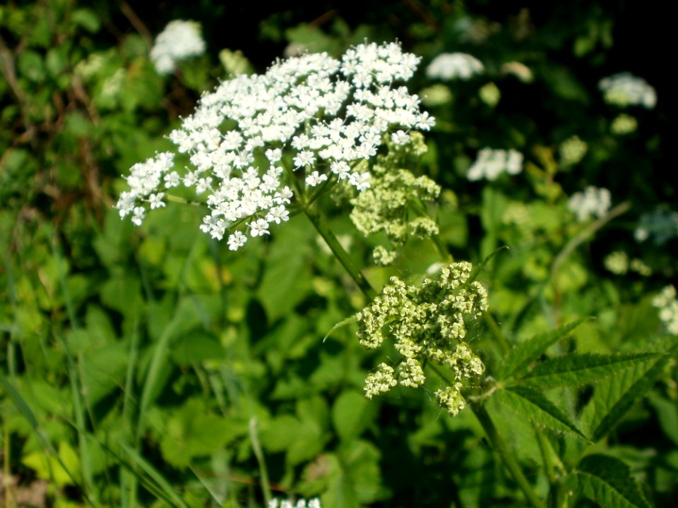 20120528Giersch_Hockenheim05