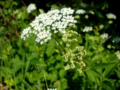 20120528Giersch_Hockenheim05